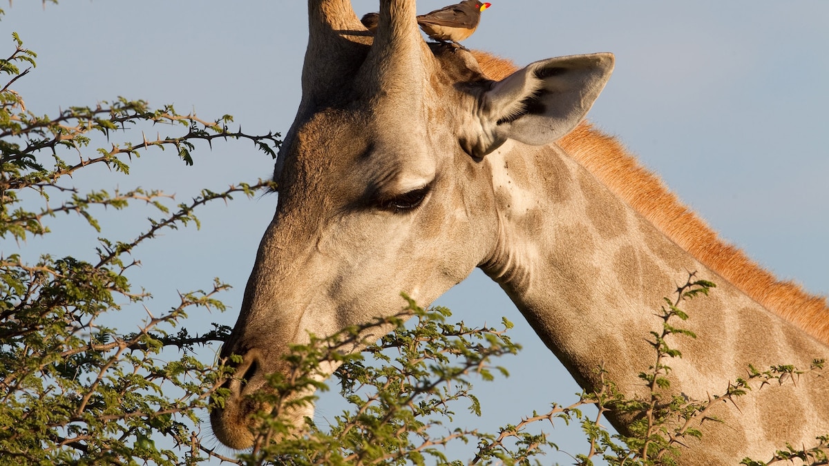 Detail Image Of A Giraffe Nomer 26