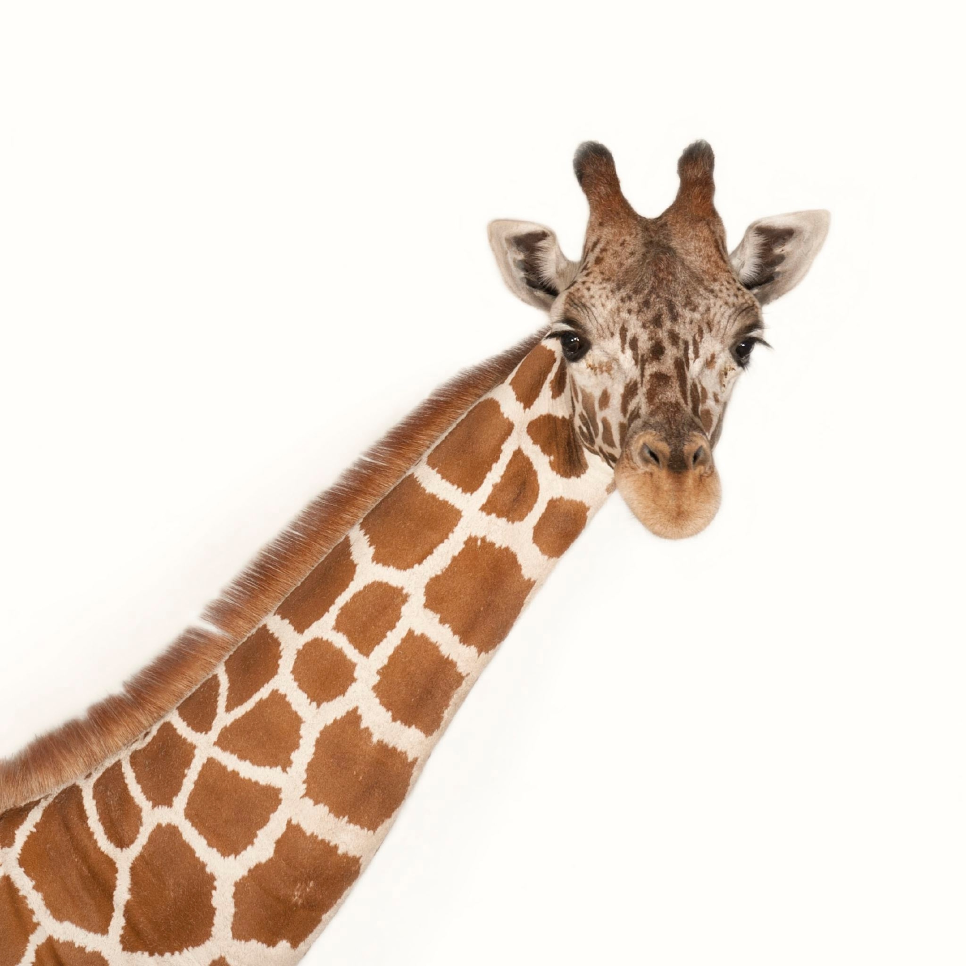 Detail Image Of A Giraffe Nomer 5