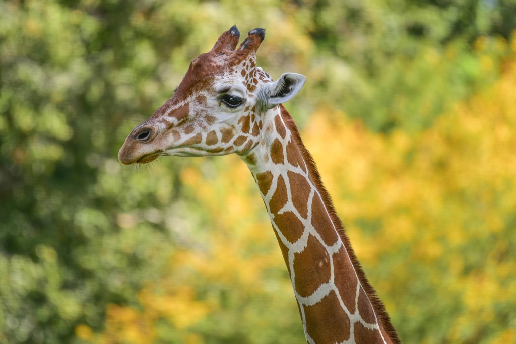 Detail Image Of A Giraffe Nomer 49