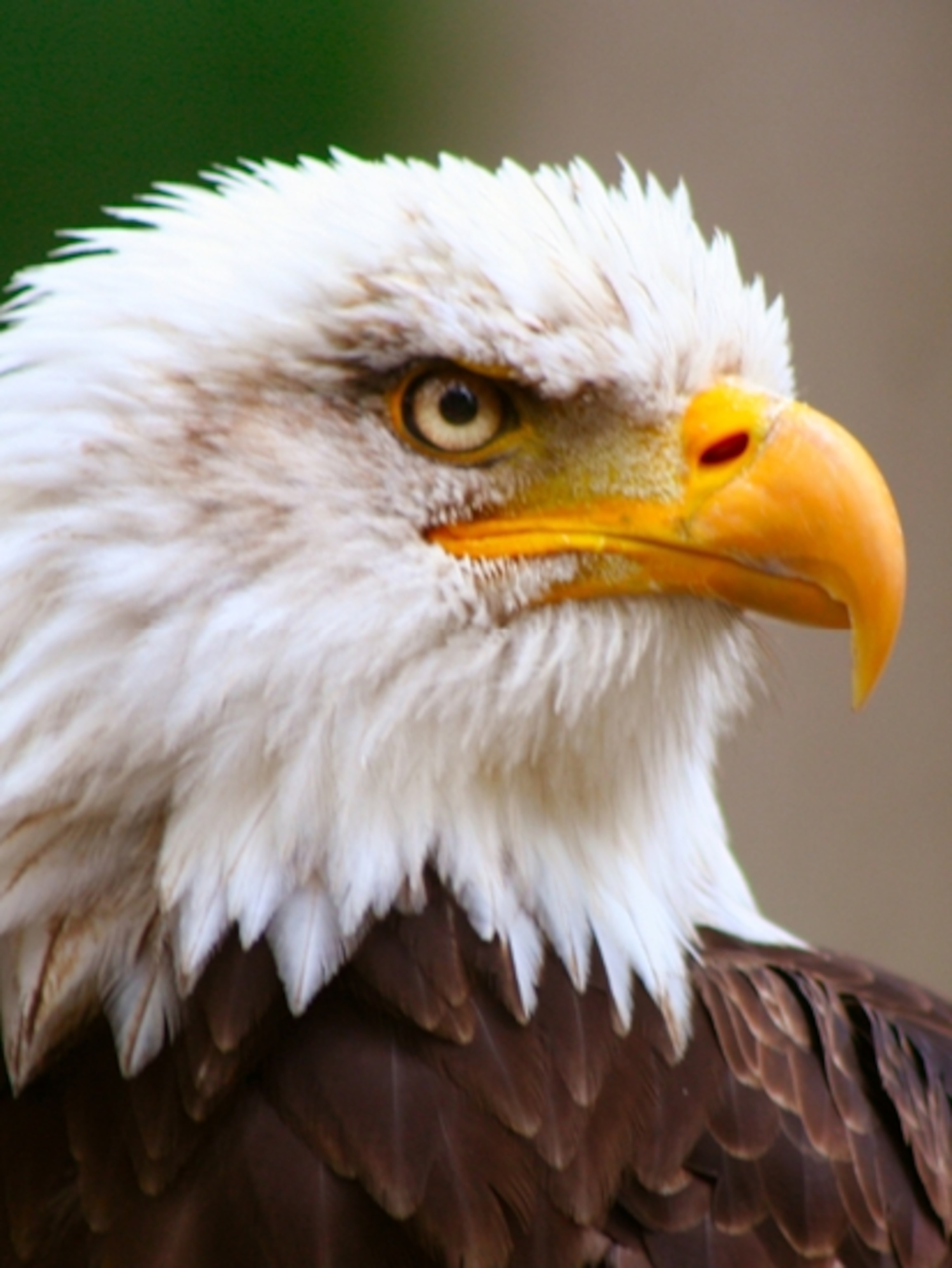 Image Of Eagle - KibrisPDR