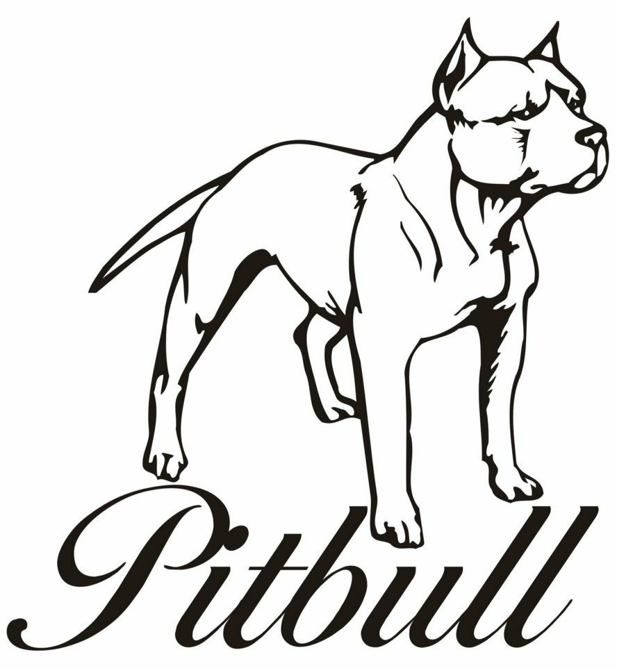 Pitbull Zeichnen - KibrisPDR