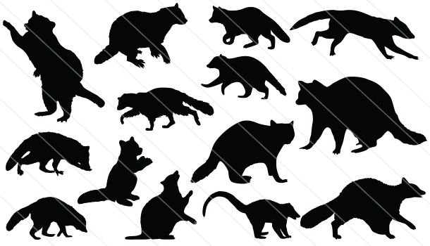 Detail Raccoon Silhouette Vector Nomer 28