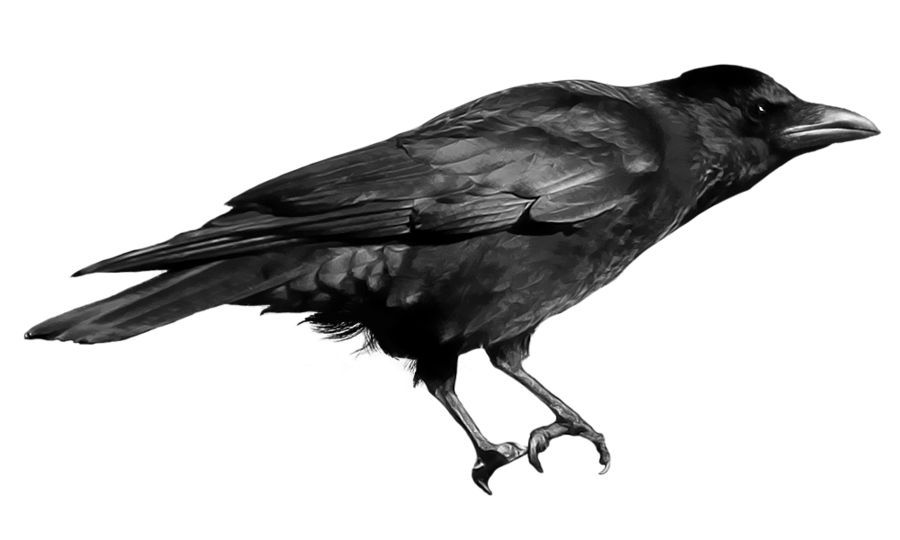 Detail The Crow Png Nomer 26