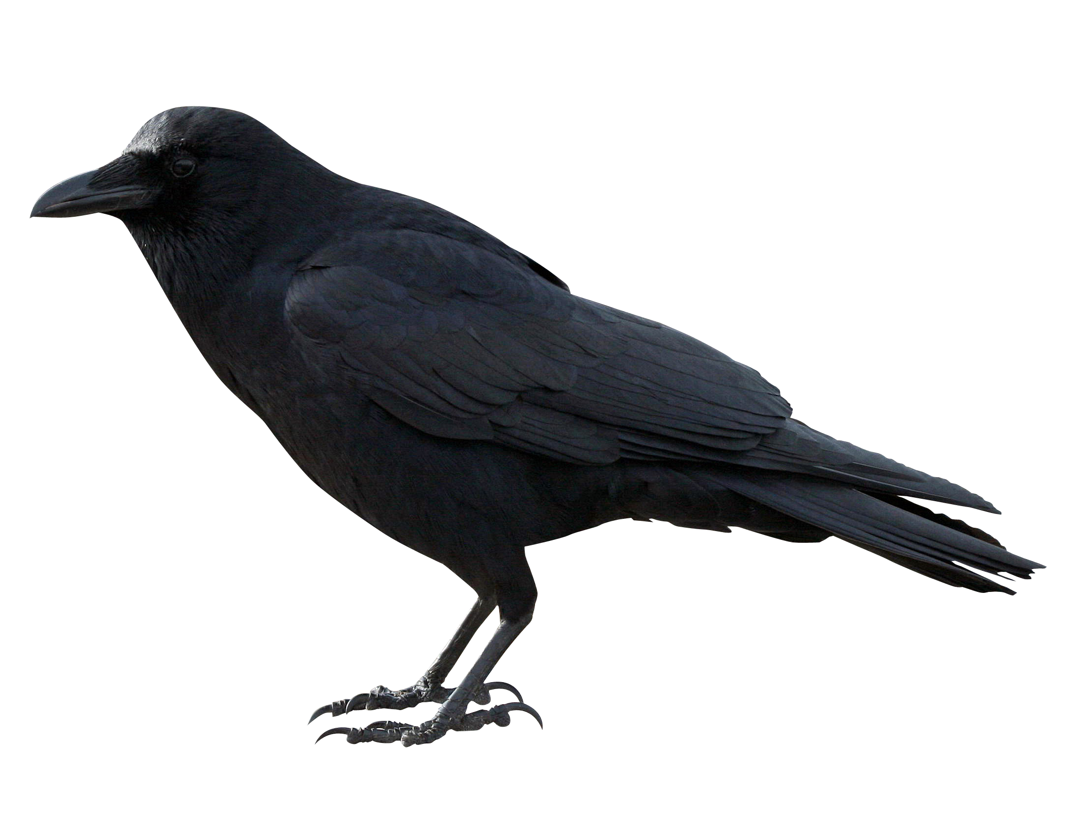 Detail The Crow Png Nomer 46