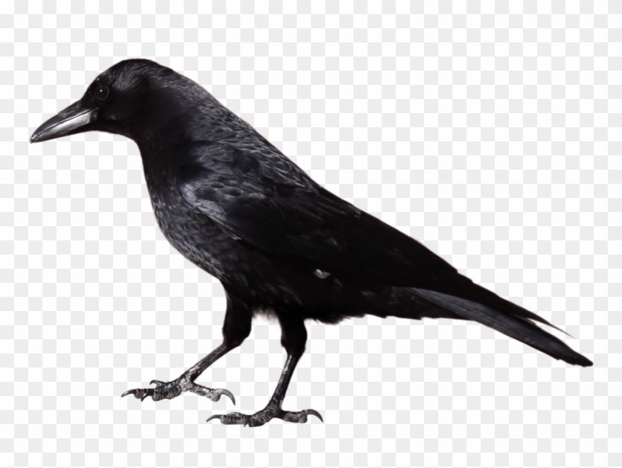Detail The Crow Png Nomer 48