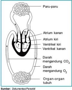 Detail Bagan Sistem Peredaran Darah Mamalia Gambar Sistem Peredaran Darah Mamalia Nomer 24
