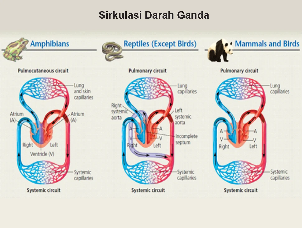 Detail Bagan Sistem Peredaran Darah Mamalia Gambar Sistem Peredaran Darah Mamalia Nomer 4