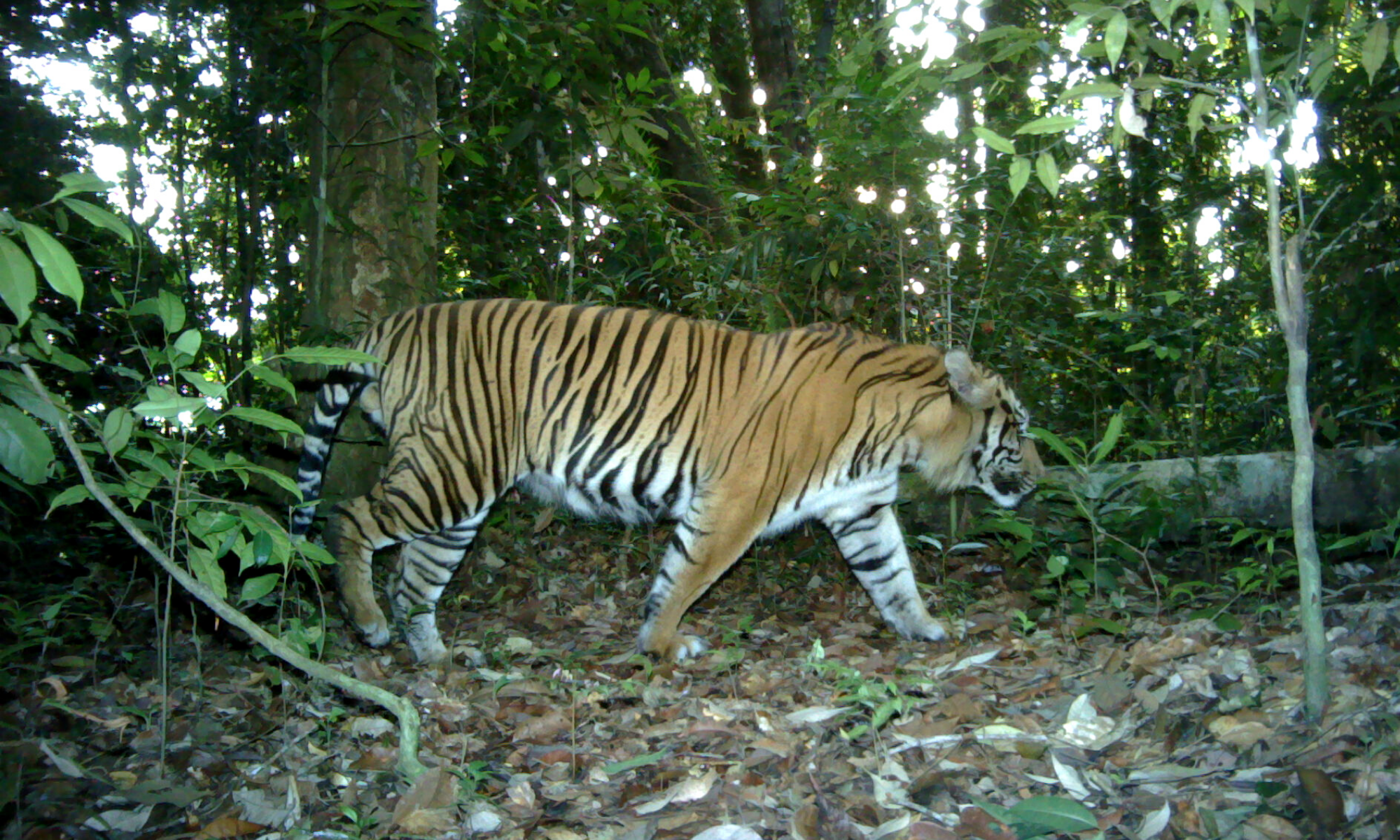 Detail Flora Dan Fauna Negara Myanmar Nomer 36