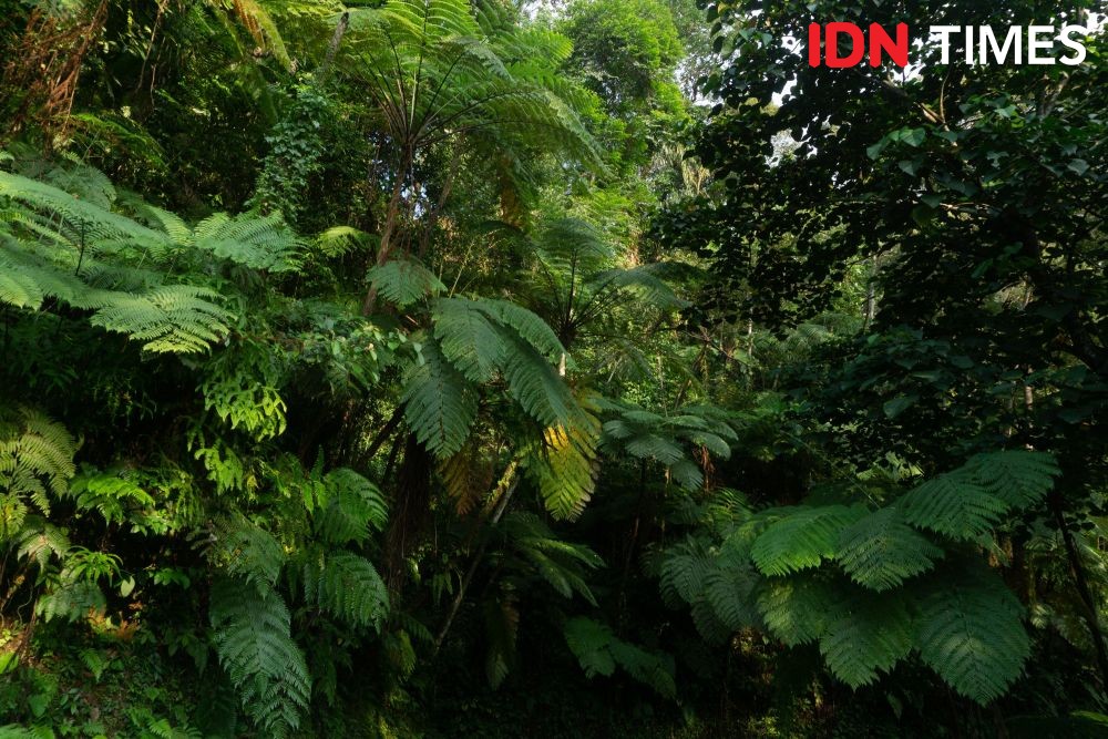 Flora Di Hutan Hujan Tropis - KibrisPDR