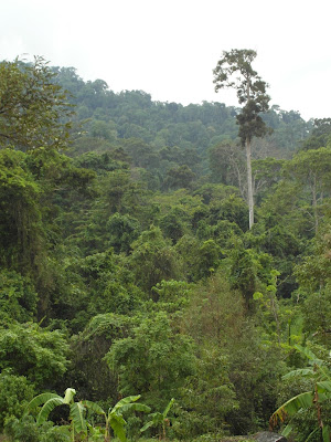 Detail Flora Di Hutan Hujan Tropis Nomer 20