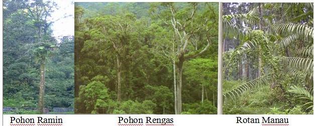 Detail Flora Di Hutan Hujan Tropis Nomer 34