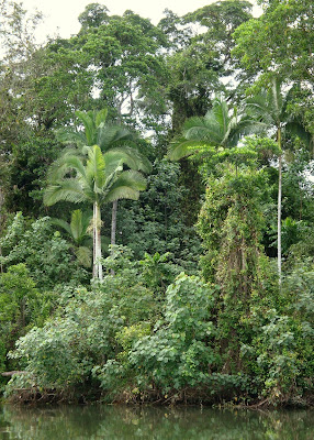 Detail Flora Di Hutan Hujan Tropis Nomer 37