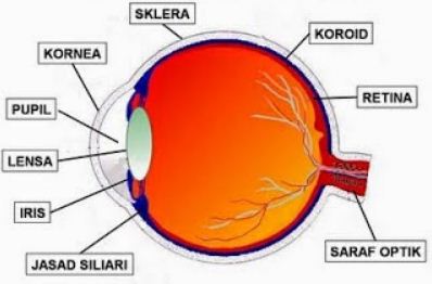 Detail Gambar Alat Indra Mata Nomer 11