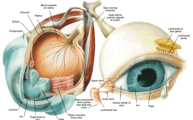 Detail Gambar Alat Indra Mata Nomer 14