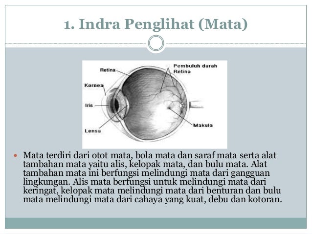 Detail Gambar Alat Indra Mata Nomer 45