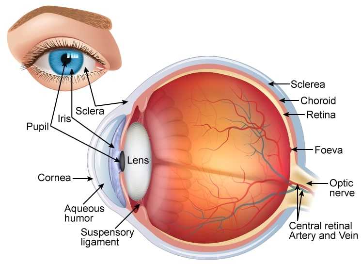 Detail Gambar Alat Indra Mata Nomer 9