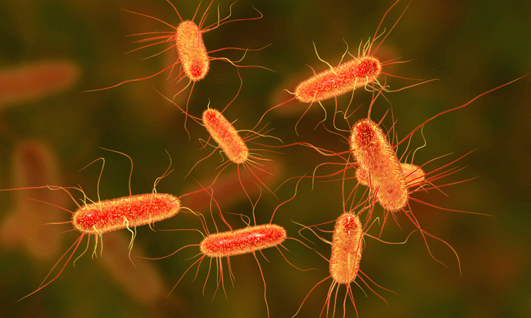 Detail Gambar Bakteri Monotrik Nomer 10