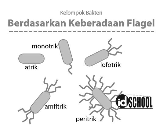 Detail Gambar Bakteri Monotrik Nomer 11