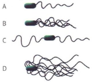 Detail Gambar Bakteri Monotrik Nomer 21