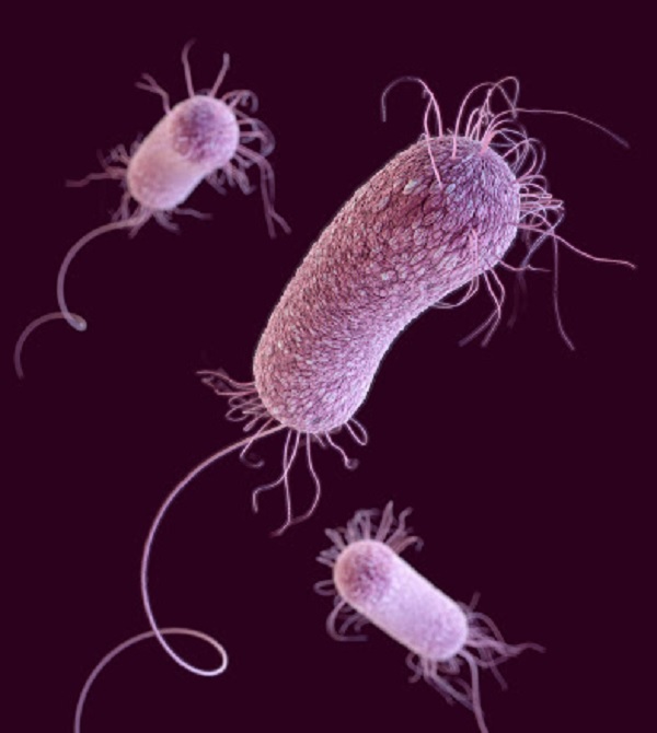 Detail Gambar Bakteri Monotrik Nomer 27