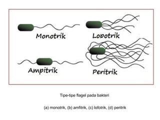 Detail Gambar Bakteri Monotrik Nomer 34