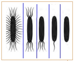 Detail Gambar Bakteri Monotrik Nomer 39