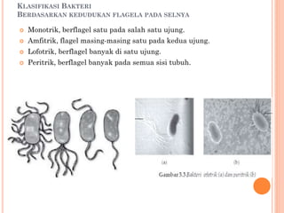 Detail Gambar Bakteri Monotrik Nomer 45