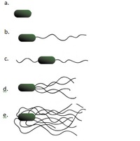 Detail Gambar Bakteri Monotrik Nomer 48
