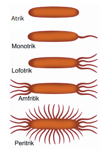 Detail Gambar Bakteri Monotrik Nomer 5