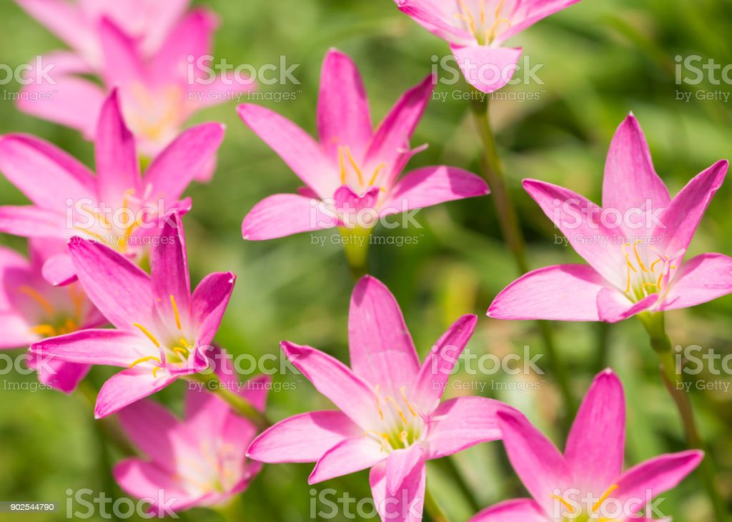 Detail Gambar Bunga Lili Peri Nomer 14