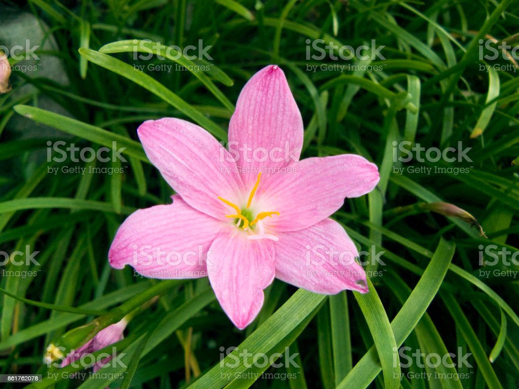 Detail Gambar Bunga Lili Peri Nomer 18