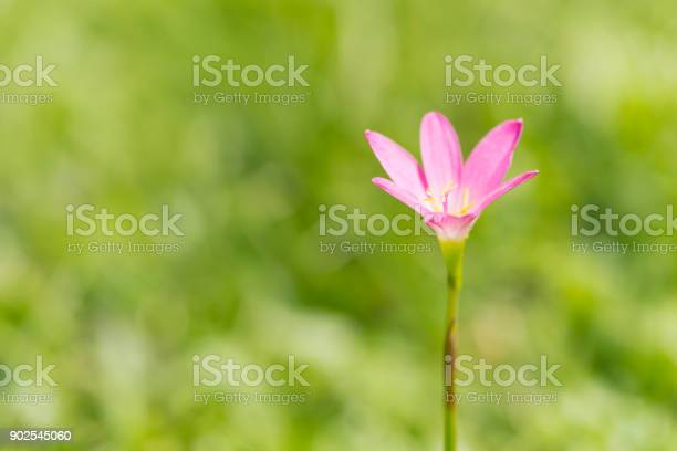 Detail Gambar Bunga Lili Peri Nomer 25