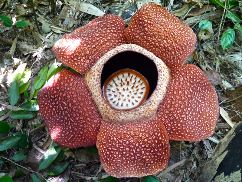Detail Gambar Rafflesia Arnoldi Nomer 14