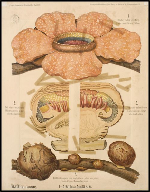 Detail Gambar Rafflesia Arnoldi Nomer 17
