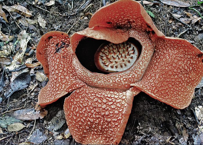 Detail Gambar Rafflesia Arnoldi Nomer 25