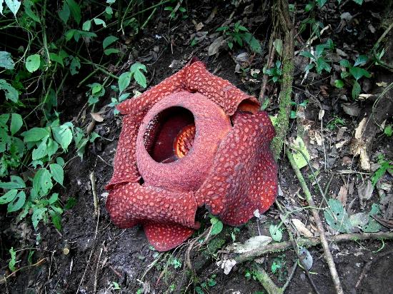 Detail Gambar Rafflesia Arnoldi Nomer 34