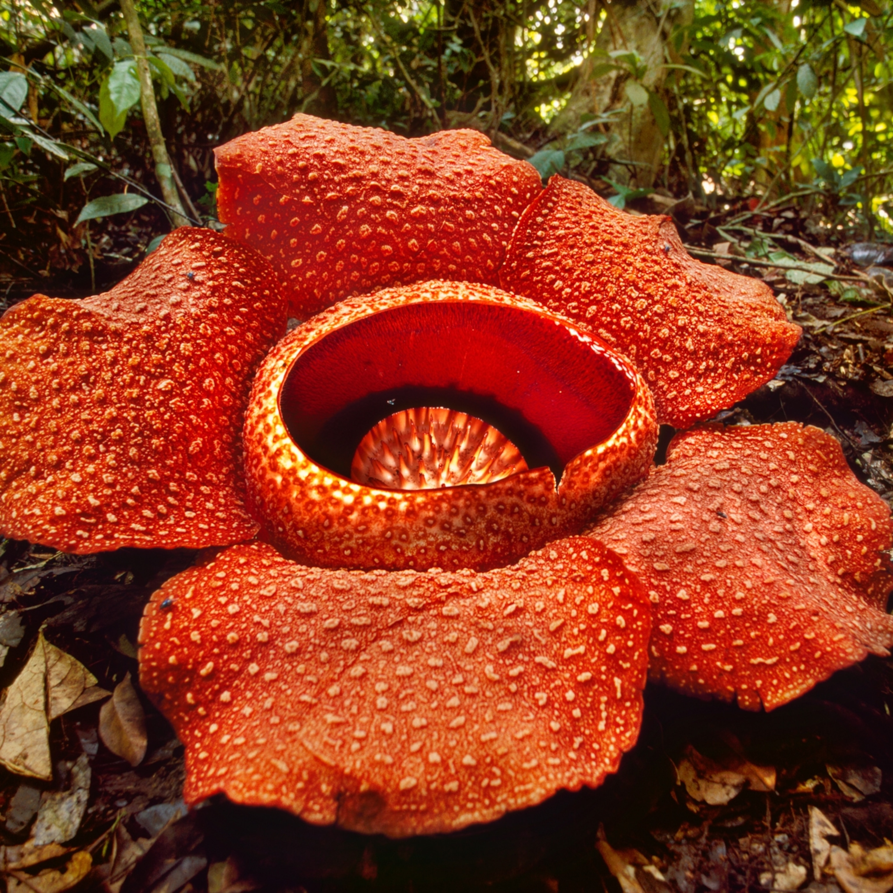 Detail Gambar Rafflesia Arnoldi Nomer 35