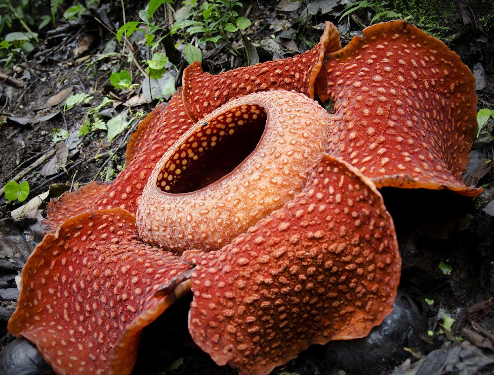 Detail Gambar Rafflesia Arnoldi Nomer 37