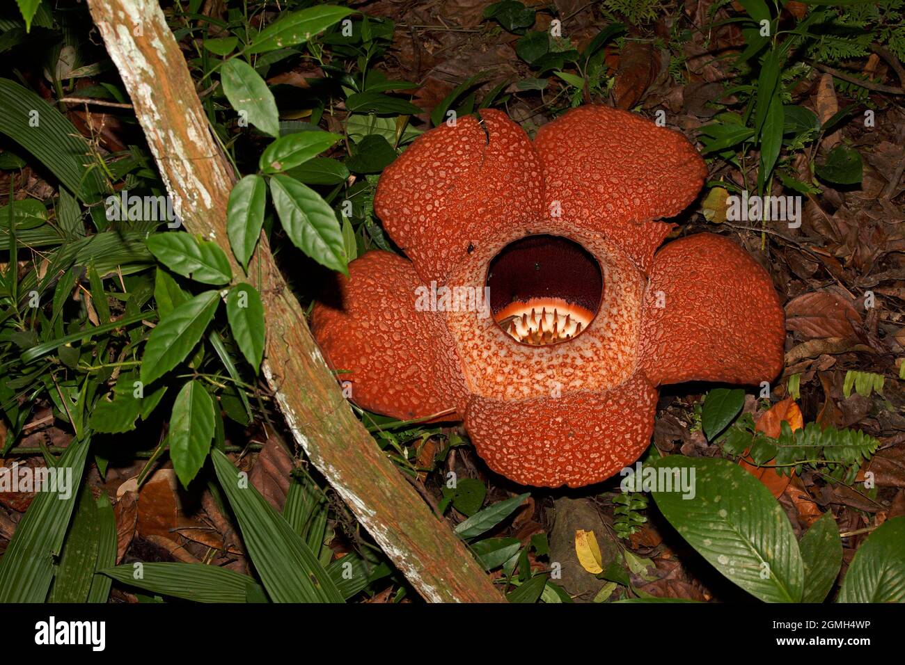 Detail Gambar Rafflesia Arnoldi Nomer 42