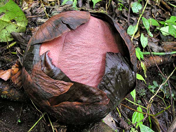 Detail Gambar Rafflesia Arnoldi Nomer 47