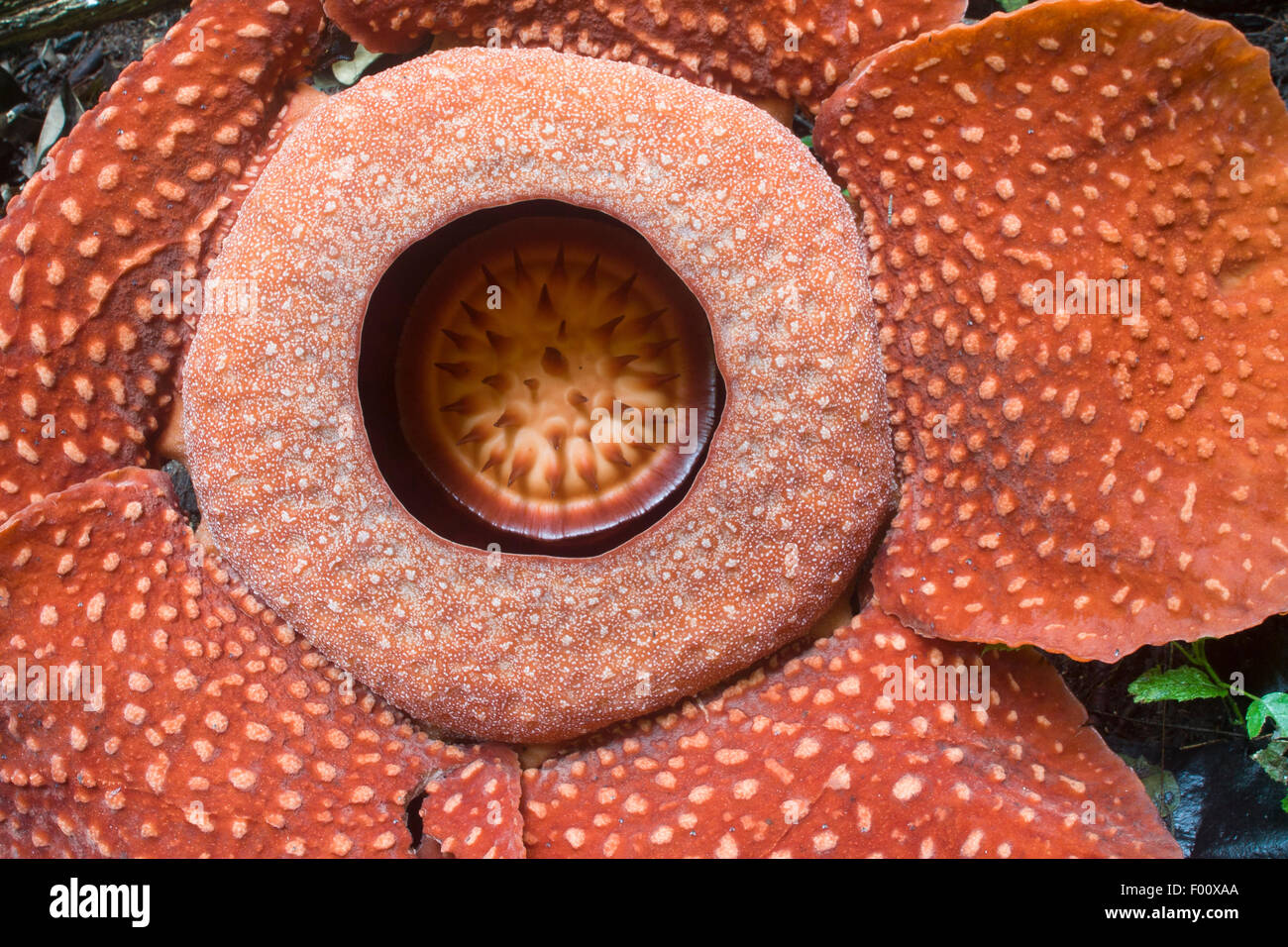 Detail Gambar Rafflesia Arnoldi Nomer 49