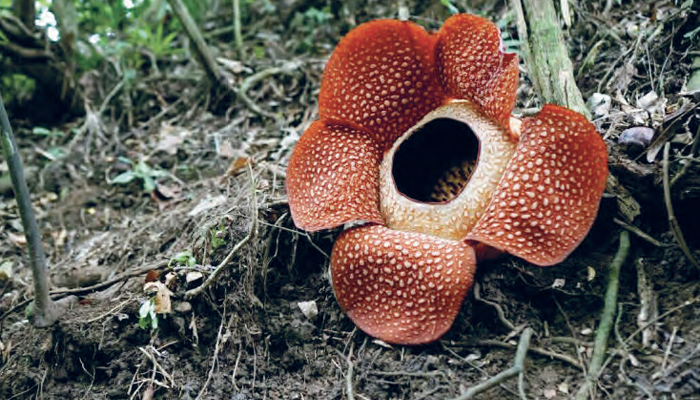 Detail Gambar Rafflesia Arnoldi Nomer 51