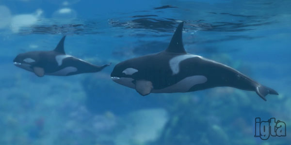 Detail Gta V Killer Whale Nomer 16