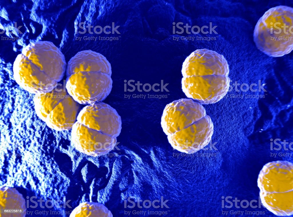 Detail Bakteri Neisseria Meningitidis Nomer 14