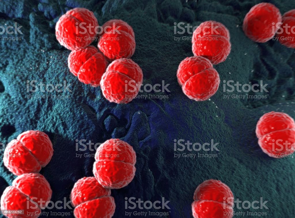 Detail Bakteri Neisseria Meningitidis Nomer 7