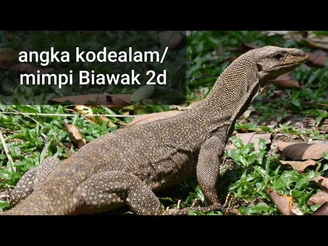 Detail Buku Mimpi Nomor Biawak Nomer 15