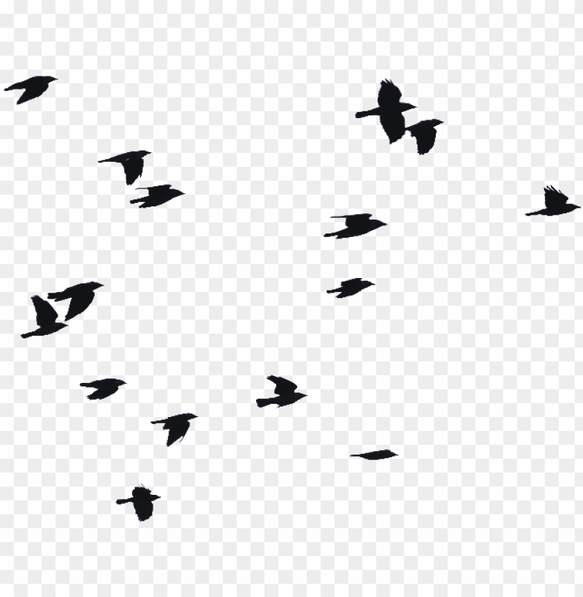 Detail Flying Bird Silhouette Transparent Background Nomer 11