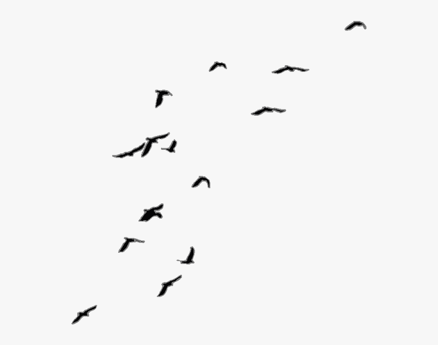 Detail Flying Bird Silhouette Transparent Background Nomer 12