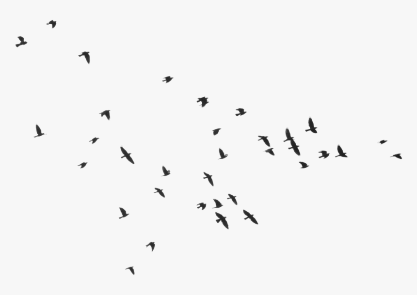 Detail Flying Bird Silhouette Transparent Background Nomer 13