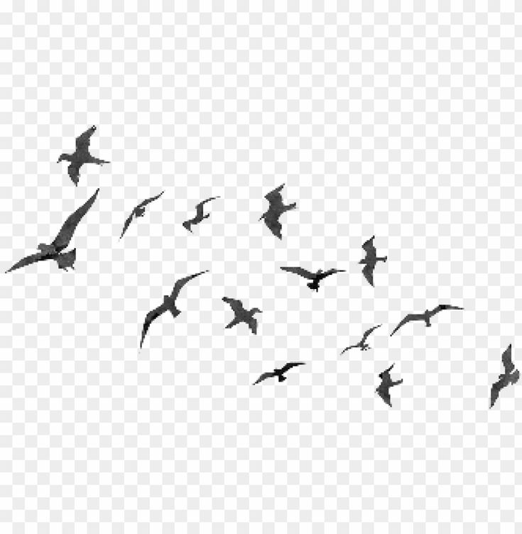 Detail Flying Bird Silhouette Transparent Background Nomer 37